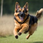 From Fetch to Heroics: How German Shepherds Excel in Service Roles